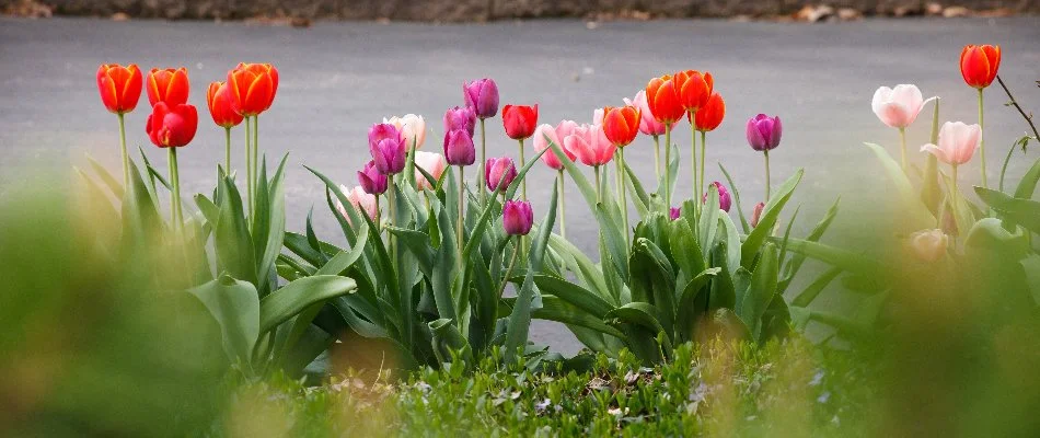 Insect Control Services