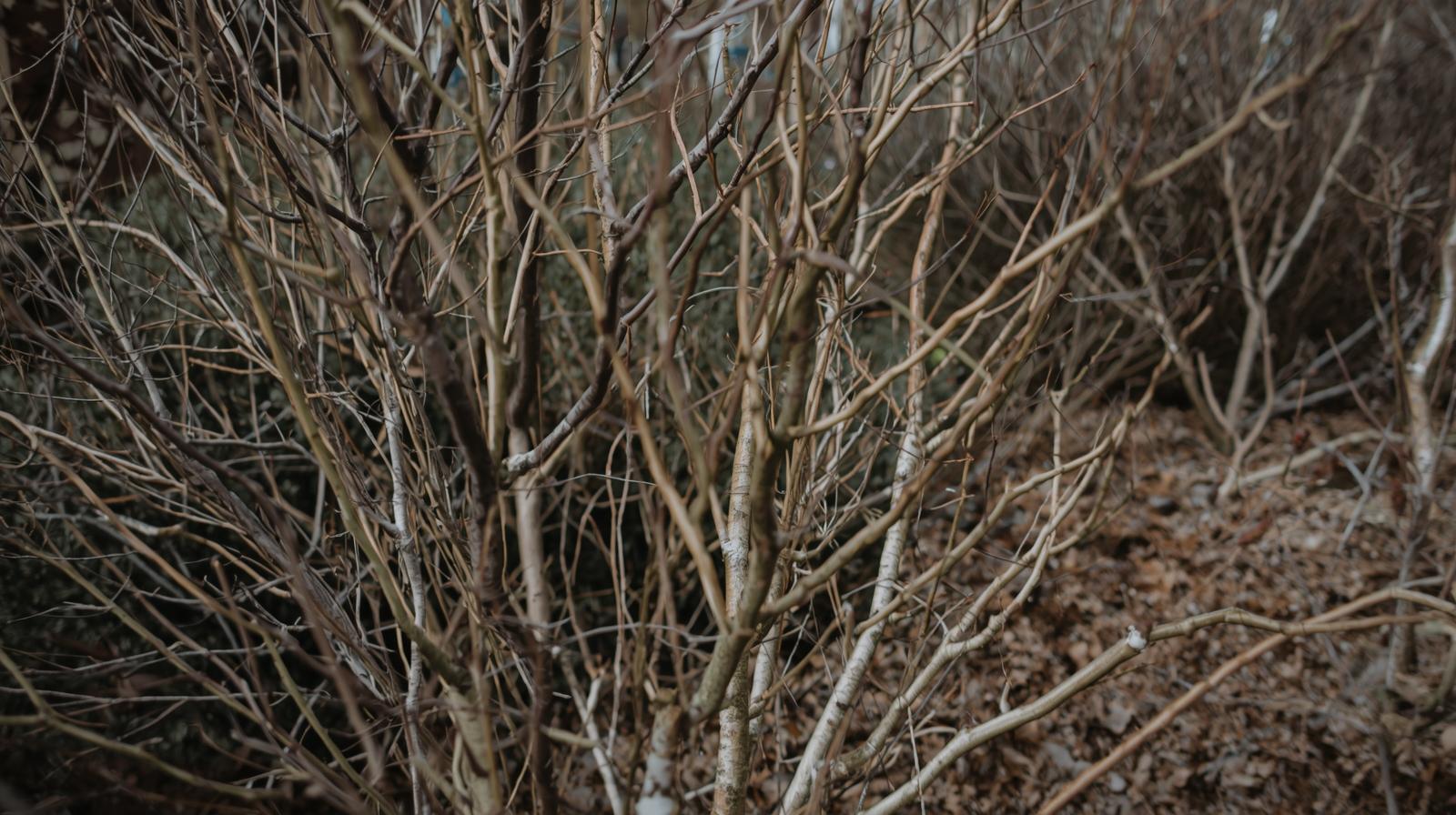 Professional landscape service