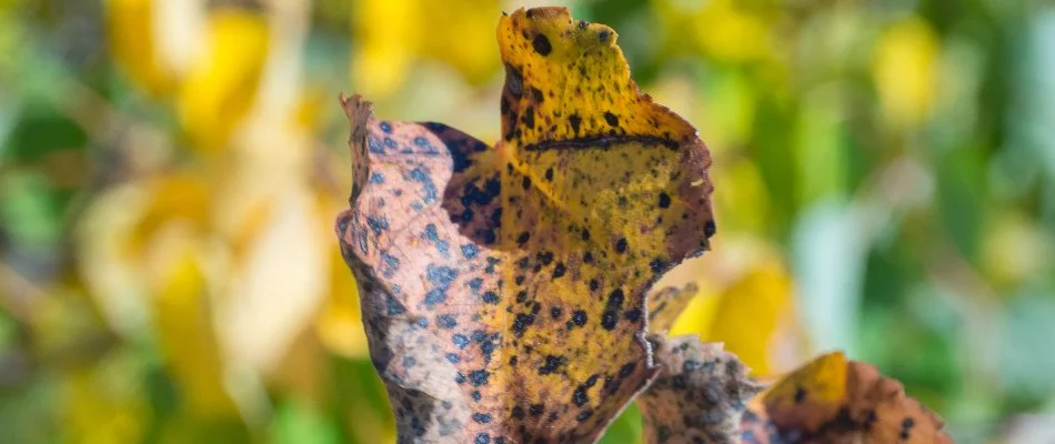 Tree leaf in Elm Grove, WI, with apple scab disease.