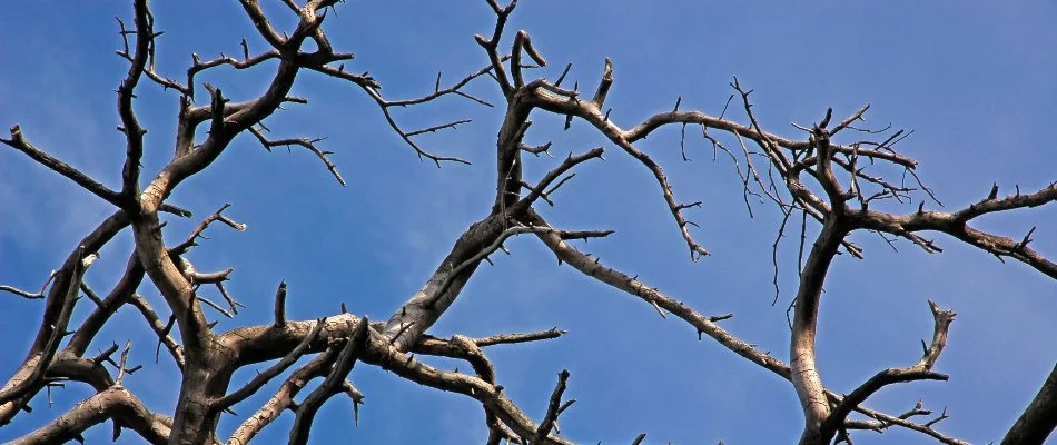 Bare branches on a tree in Elm Grove, WI.