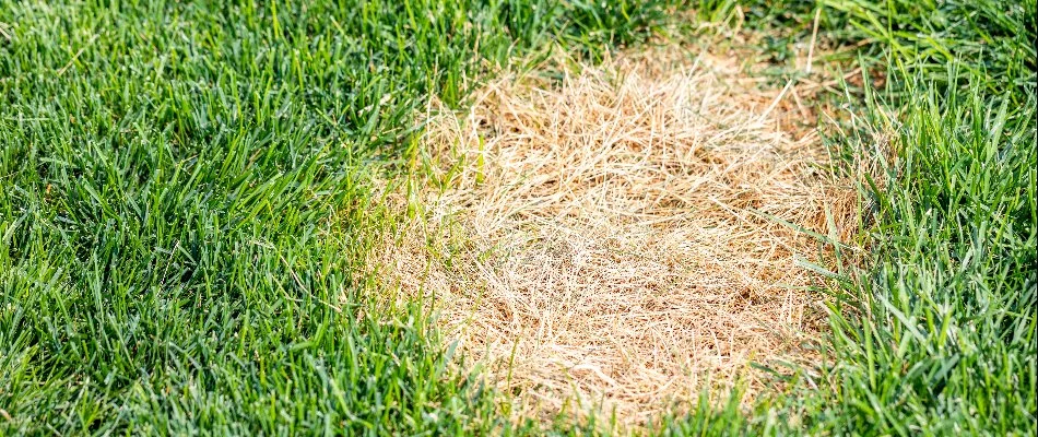 Brown patch on a lawn from a disease surrounded by green grass.