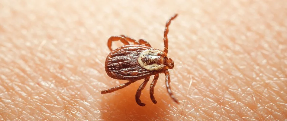 Brown tick on skin in Elm Grove, WI.