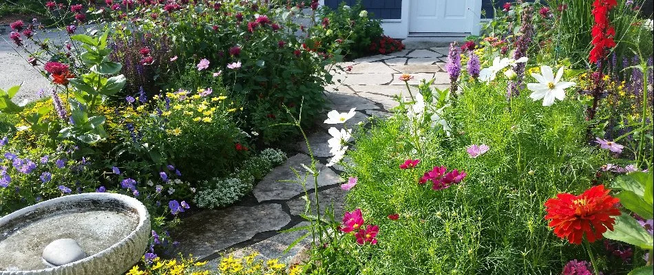 Colorful flowers along a walkway in Elm Grove, WI.