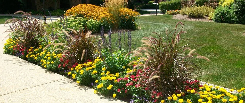 Colorful plants in landscape bed near sidewalk in Elm Grove, WI.