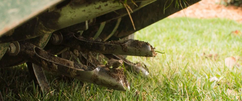 Core aerator tines on a lawn.