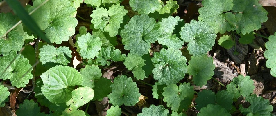 Creeping Charlie weed on a lawn in Elm Grove, WI.