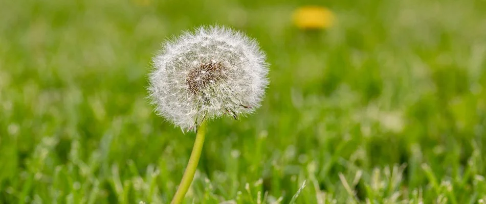 Dandelion weed in Elm Grove, WI, with a white seed head.