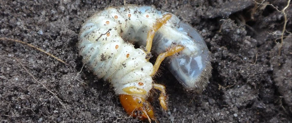 Grub in the soil under grass in a lawn in Elm Grove, WI