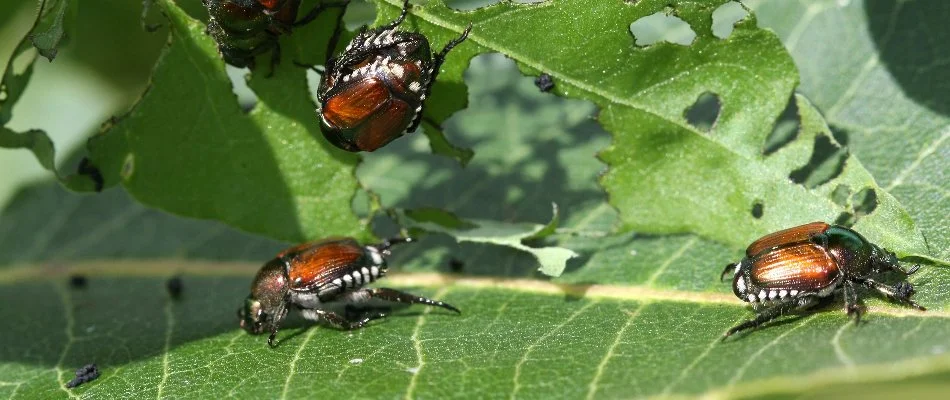 Japanese beetles feeding on a leaf with holes in Elm Grove, WI.