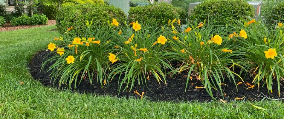 Black mulch in landscape bed on a property in Elm Grove, WI.