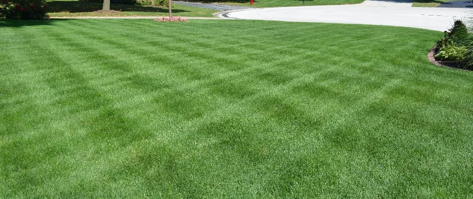 A lawn in Elm Grove, WI, with rotated mowing patterns.