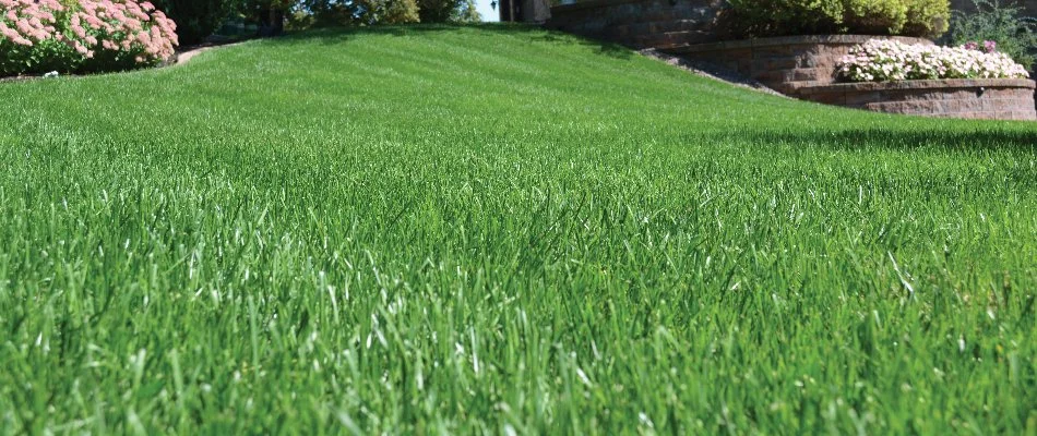 Low view of green grass blades in Elm Grove, WI.