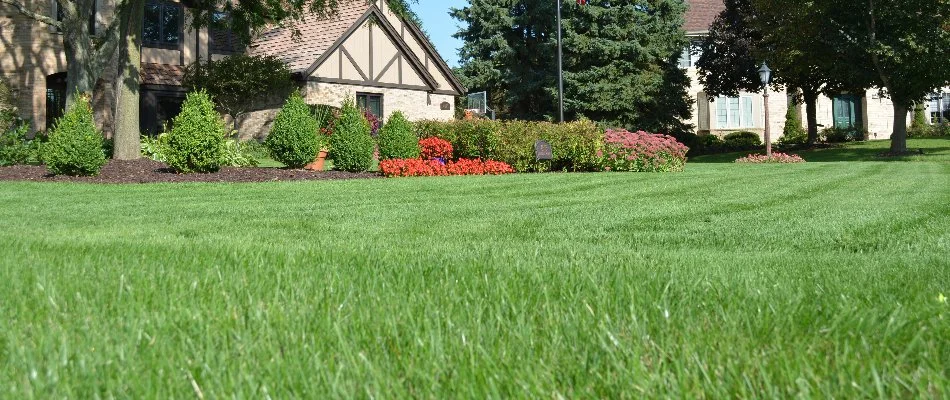 Low view of a green lawn in Brookfield, WI.