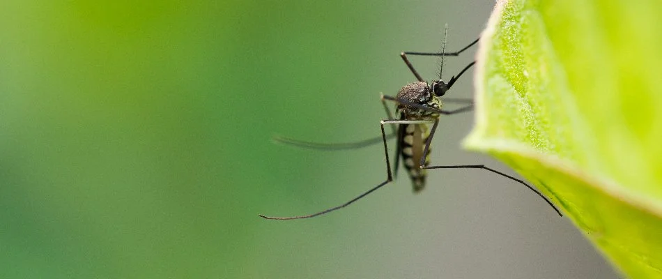 Mosquito on a leaf in Elm Grove, WI.