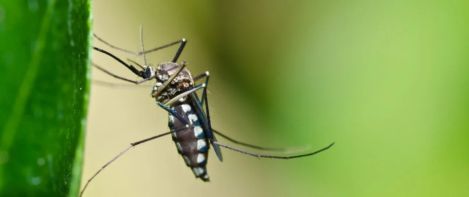 Mosquito on a green plant leaf in Elm Grove, WI.