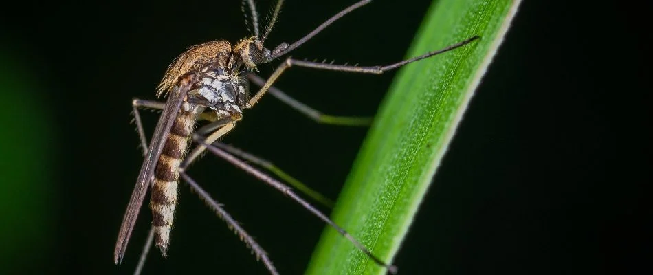 Mosquito standing on a blade of grass in Elm Grove, WI.