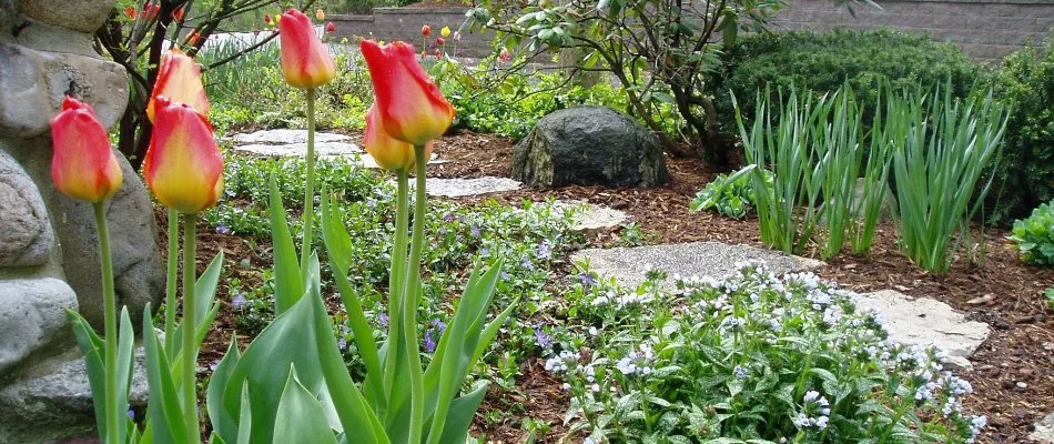 Neat landscape in Elm Grove, WI, with mulch, flowers, and small plants.