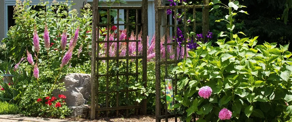 Pink and purple flowers with vibrant foliage beside an arbor in Elm Grove, WI.