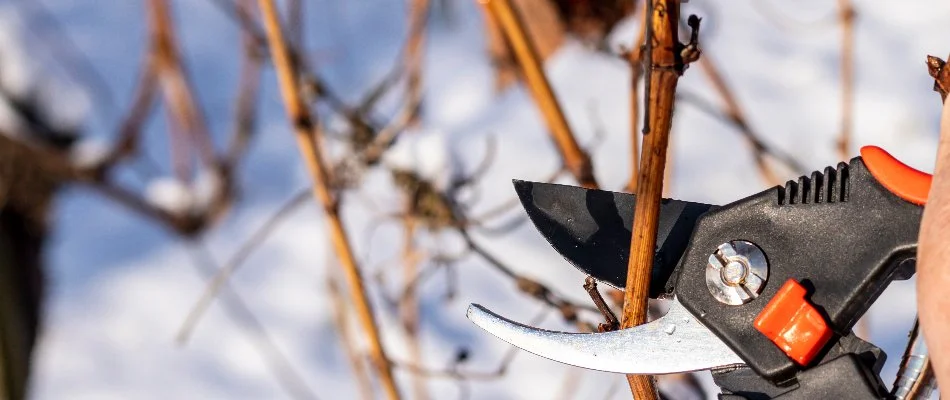 Pruning a dormant plant during winter in Elm Grove, WI.