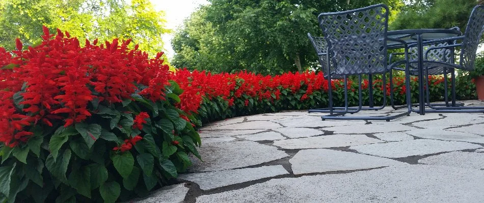 Red flowers near outdoor furniture in Elm Grove, WI.