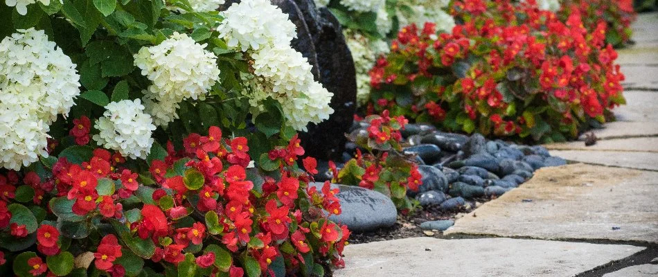 Red and white flowers on a landscape in Elm Grove, WI, with rocks.