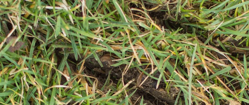 Slits in soil with grass in Elm Grove, WI.