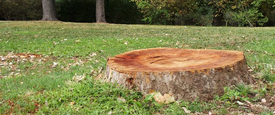 Stump from a cut down tree on a lawn in Elm Grove, WI.