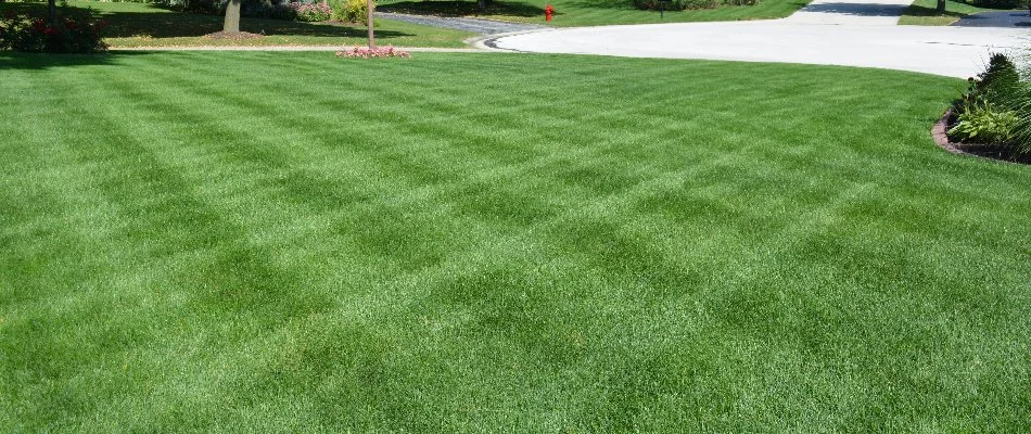 Thick, green grass in Elm Grove, WI, with mowing pattern.