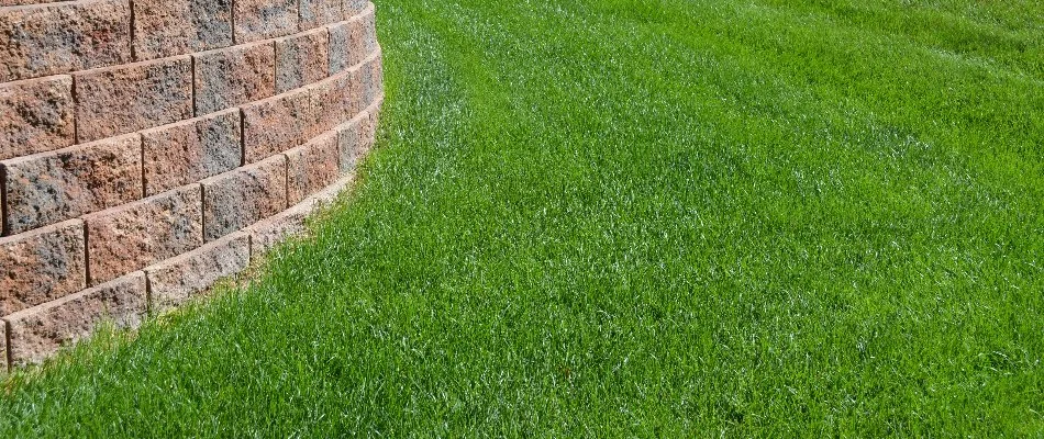 Lush, green grass along a retaining wall in Elm Grove, WI.