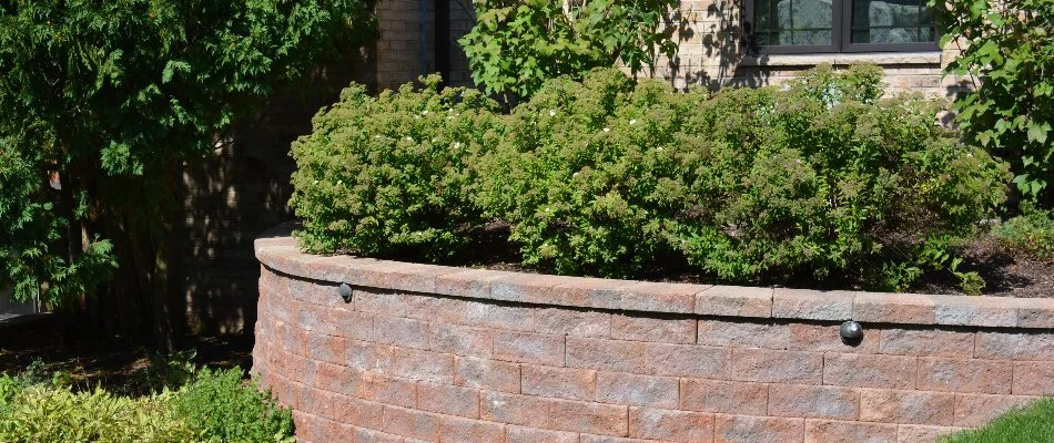 Trimmed shrubs on a raised planter bed in Elm Grove, WI.