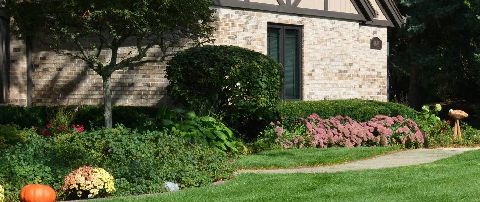 Trimmed shrubs in Elm Grove, WI, with neat shapes.