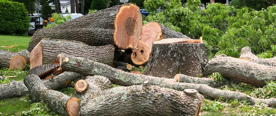 Trunk and branches of a tree in Elm Grove, WI.