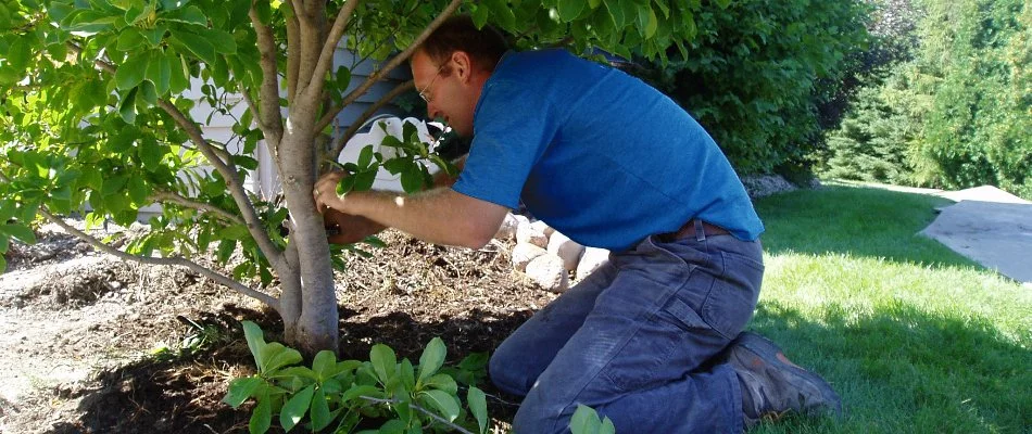 A worker in Chenequa, WI, inspecting a tree trunk.