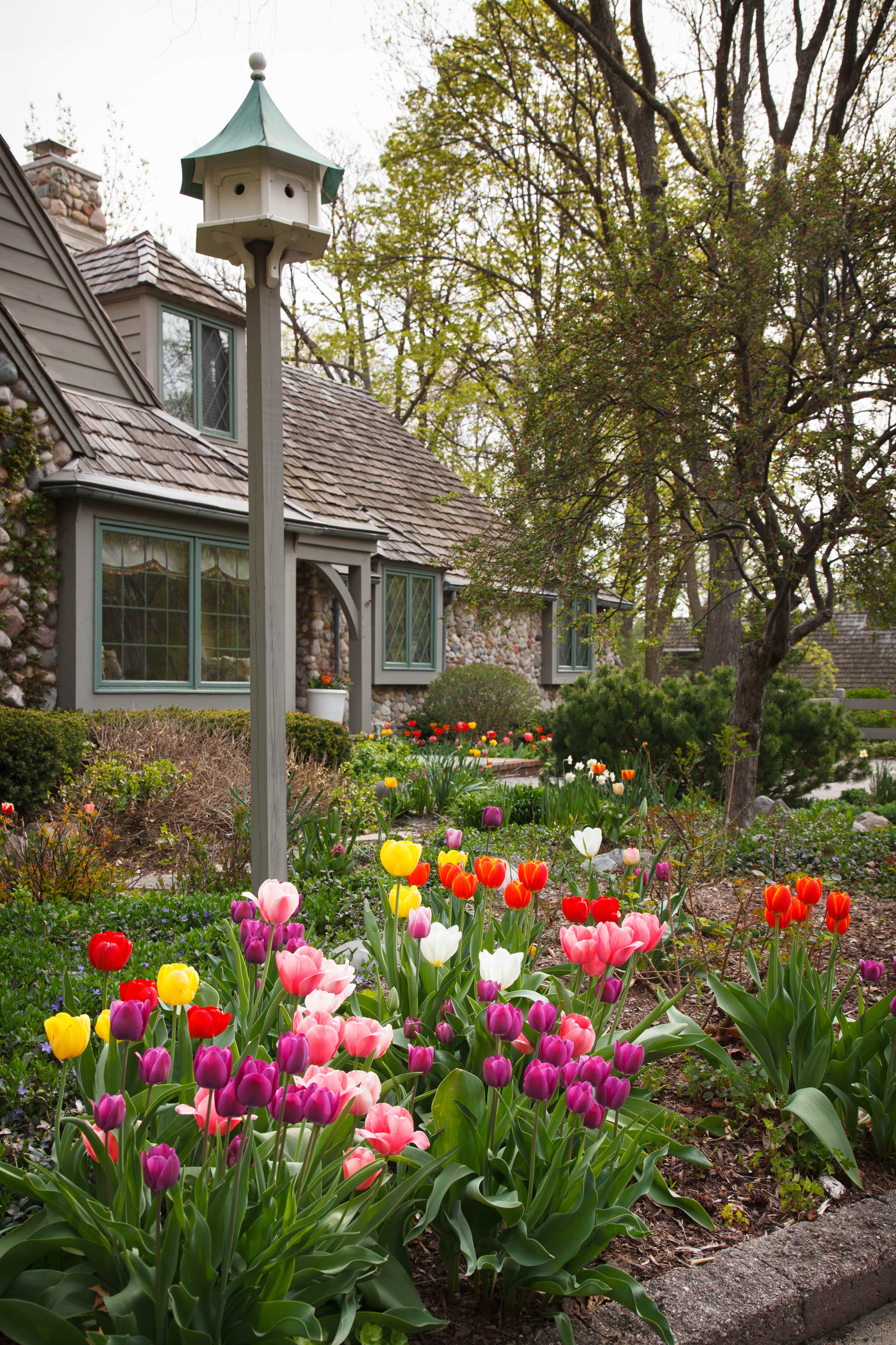Home landscape with colorful spring tulips throughout yard