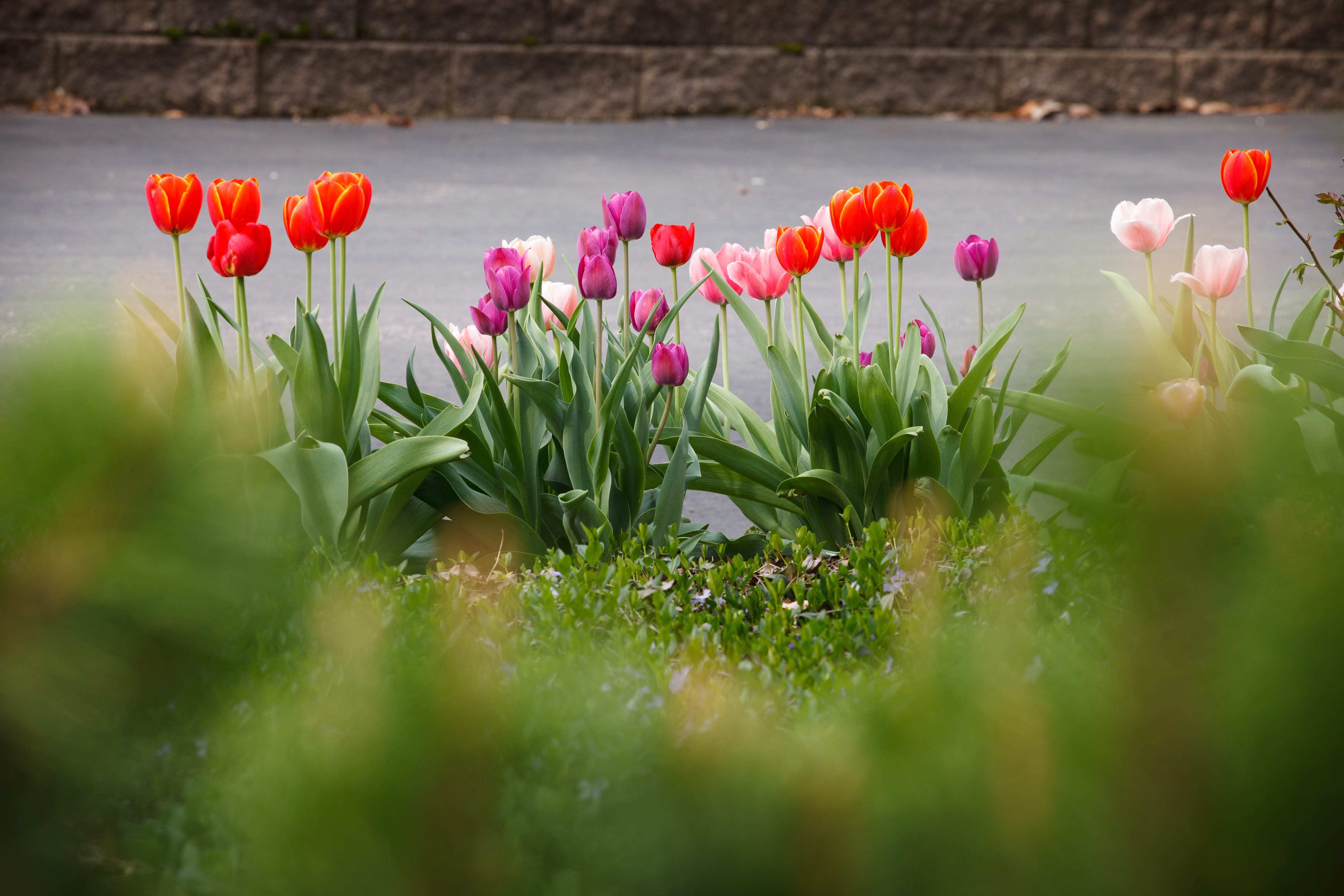 Vibrant tulips in landscape bed