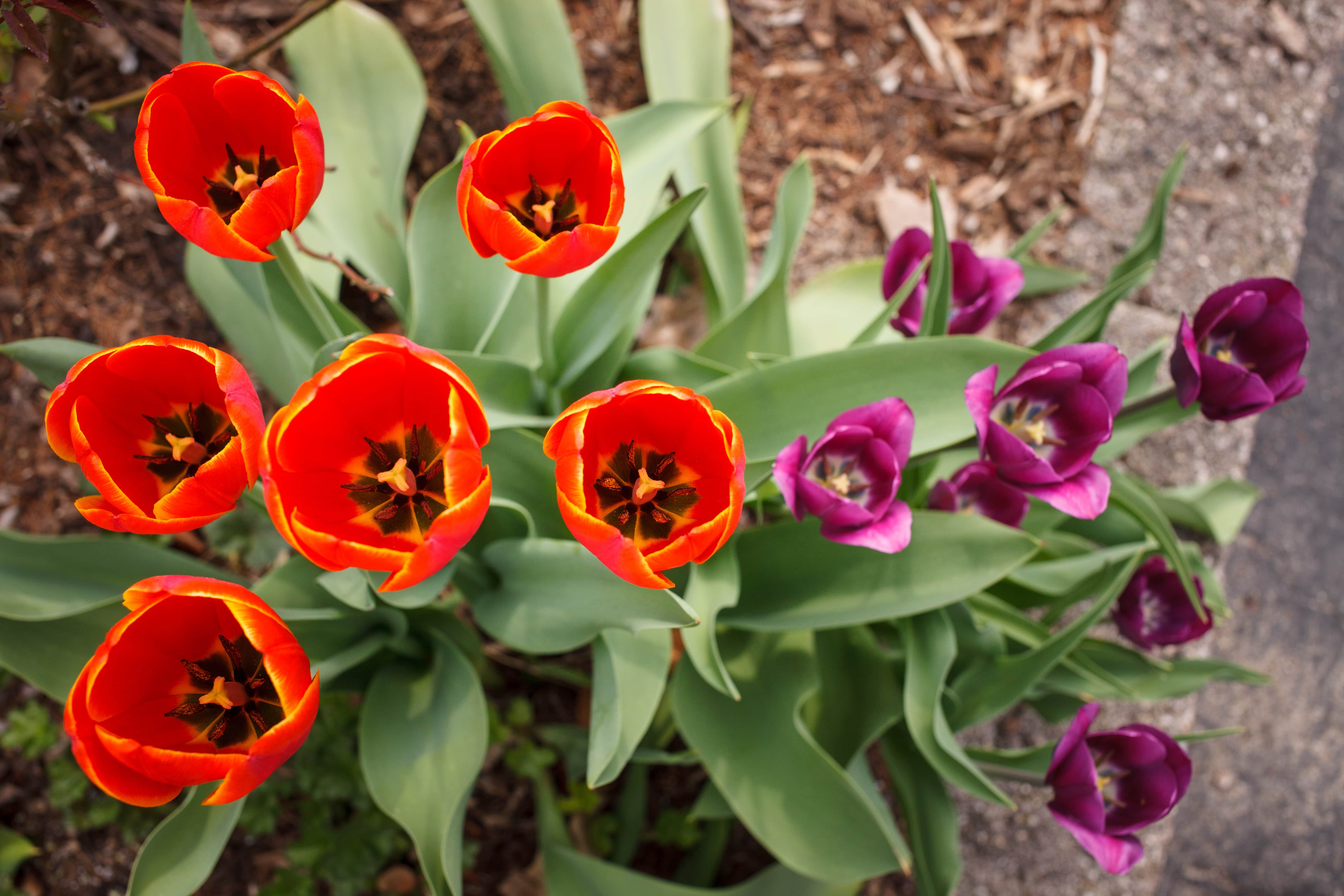 Close-up of orange and purple tulips
