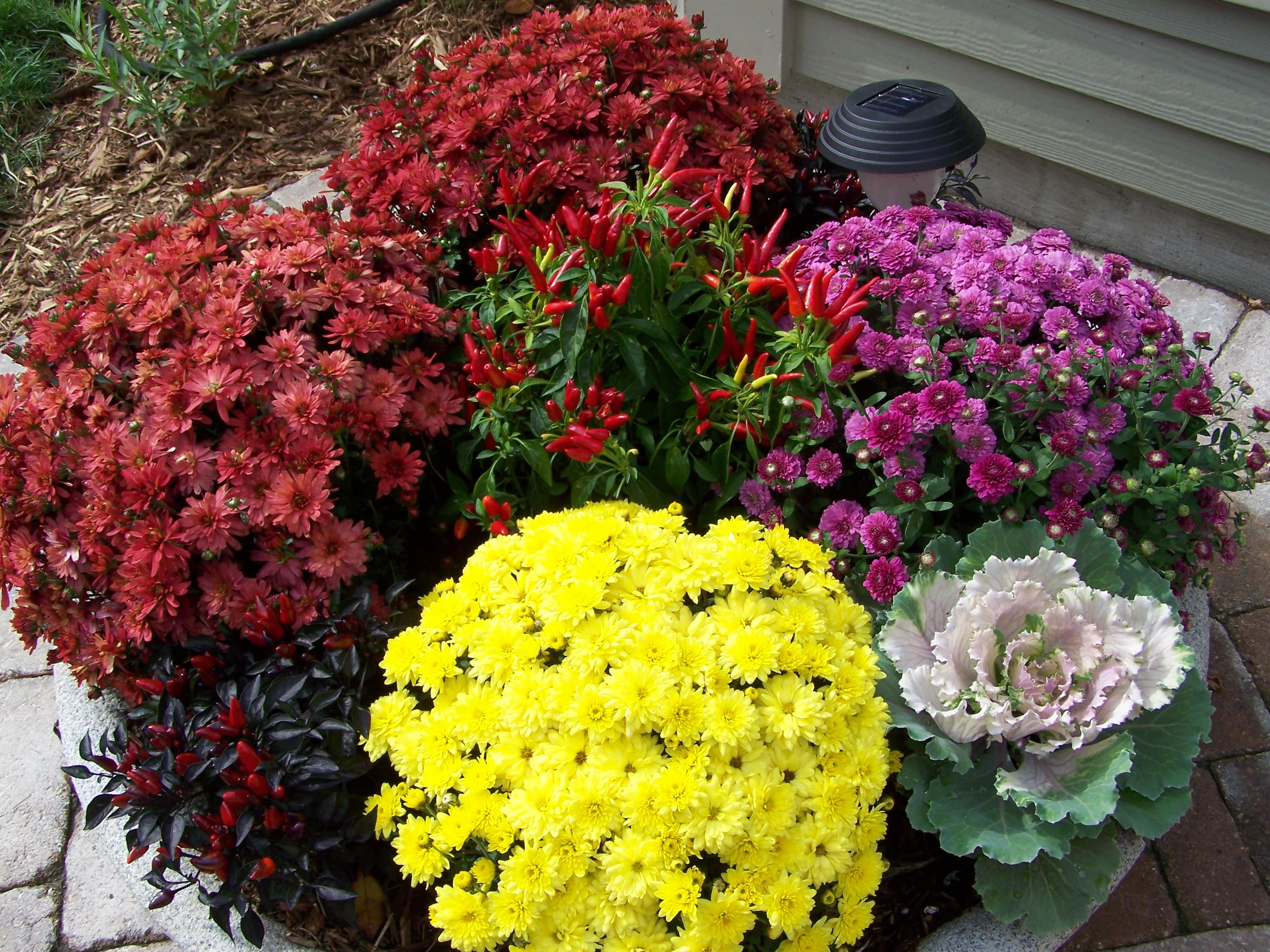 Multiple containers with colorful mums and ornamental plants