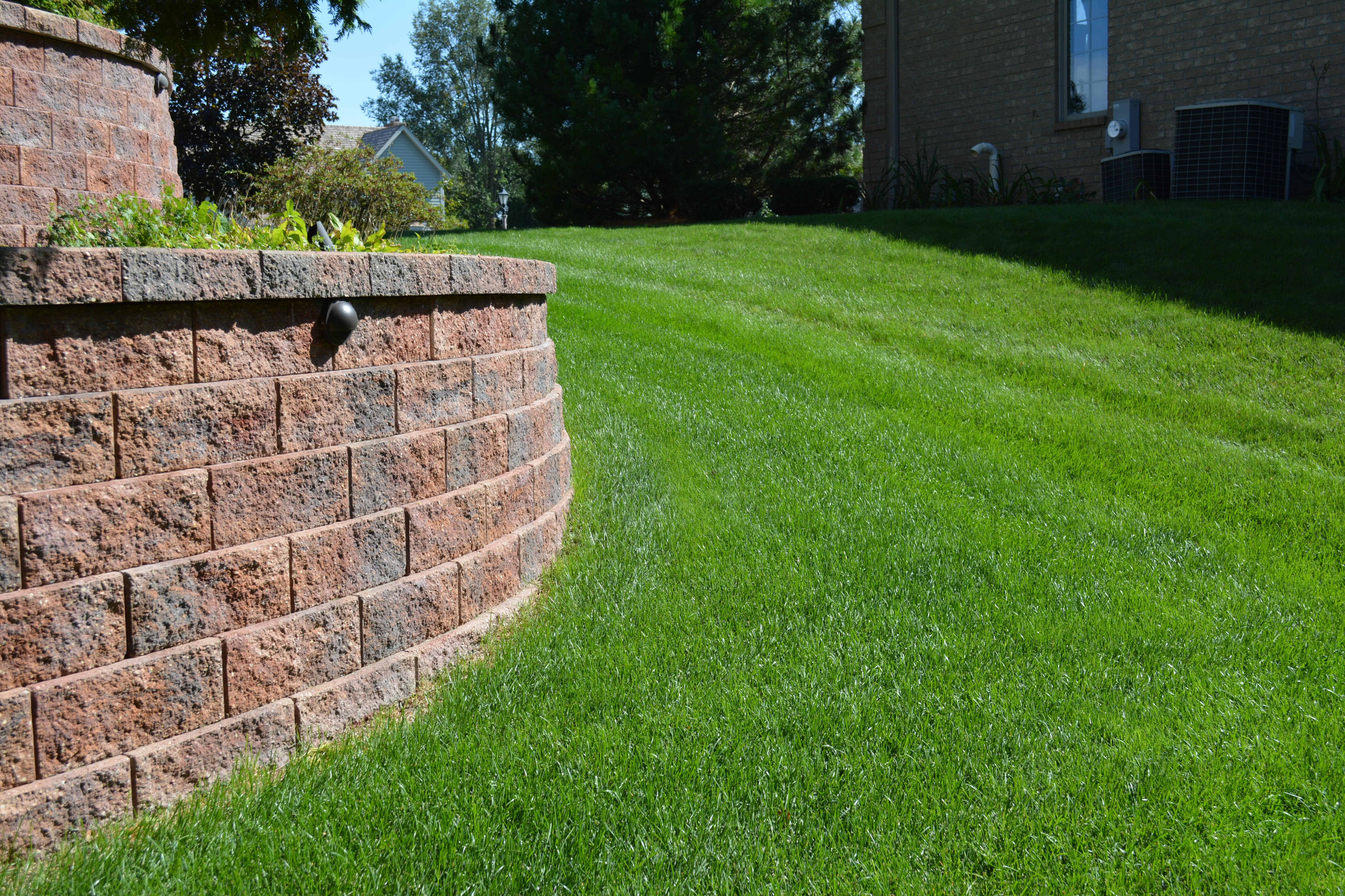 Close-up of healthy dense lawn grass