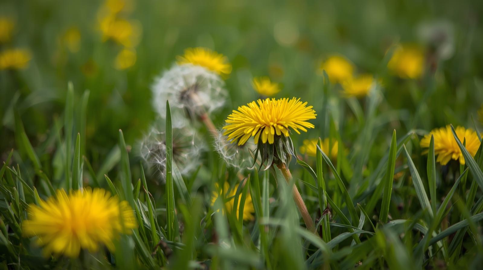 Dandelion weeds in lawn requiring treatment